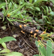 Cronartium ribicola