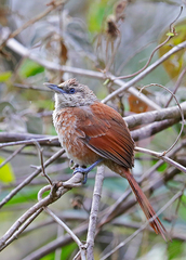 Phacellodomus dorsalis