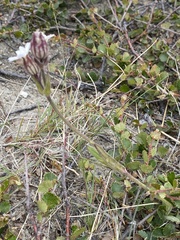 Silene involucrata