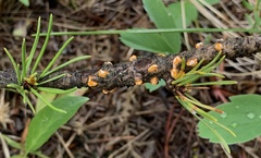 Cronartium ribicola