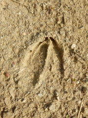 Odocoileus virginianus borealis