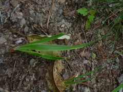 Iris verna