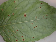 Puccinia circaeae