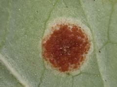 Puccinia circaeae