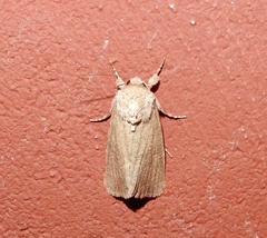 Spodoptera pecten
