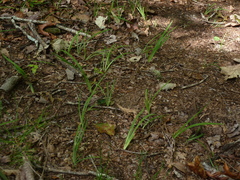 Iris verna