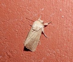 Spodoptera pecten