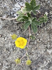 Potentilla arenosa