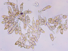 Puccinia circaeae
