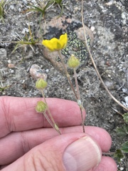 Potentilla arenosa