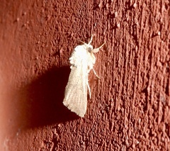 Spodoptera pecten