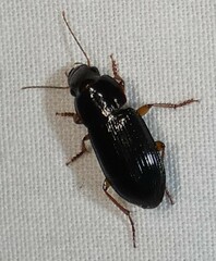Selenophorus opalinus