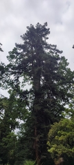 Sequoia sempervirens