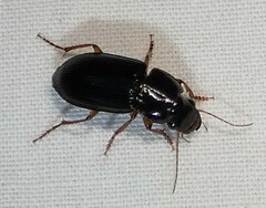 Selenophorus opalinus