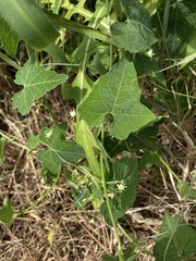 Actinostemma tenerum