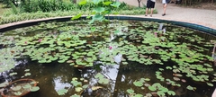 Nymphaea