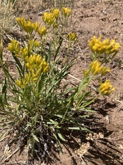 Petradoria pumila