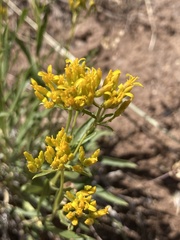 Petradoria pumila