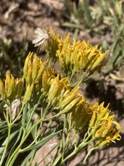 Petradoria pumila