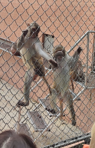 Rezus makaki (Macaca mulatta)
