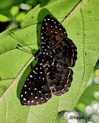 Napaea eucharila