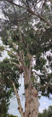 Eucalyptus