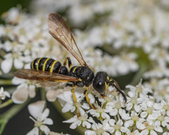Cerceris atramontensis
