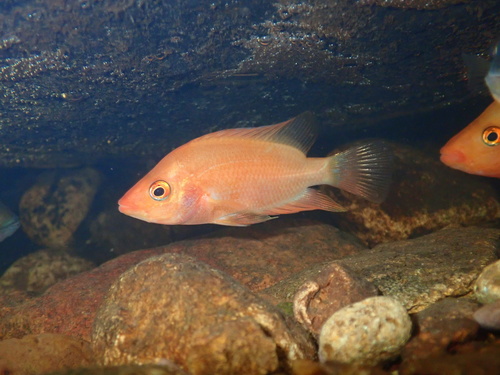 Citroencichlide (Amphilophus citrinellus) — Cichlidae