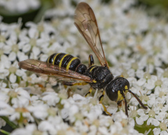 Cerceris atramontensis