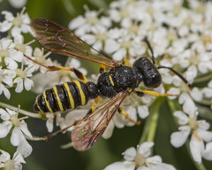 Cerceris atramontensis