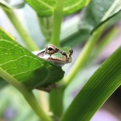 Hyla japonica