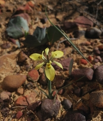 Moraea ciliata