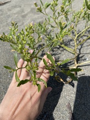 Cakile edentula edentula