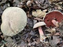 Caloboletus firmus