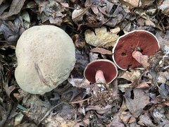 Caloboletus firmus