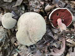 Caloboletus firmus