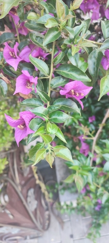 Bugenvilija (Bougainvillea)