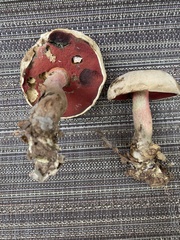 Caloboletus firmus