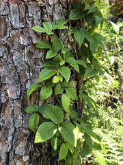 Toxicodendron orientale