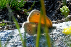Coenonympha rhodopensis