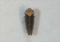 Paraphlepsius fulvidorsum