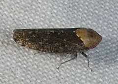 Paraphlepsius fulvidorsum