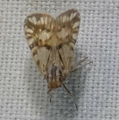 Bothriocera drakei