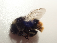 Bombus ruderarius