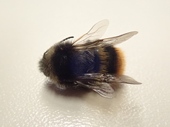 Bombus ruderarius