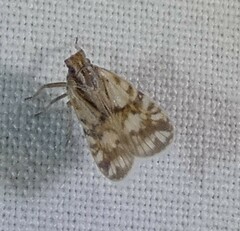 Bothriocera drakei