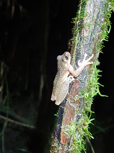 Ecuador Slender-legged Treefrog, Osteocephalus verruciger