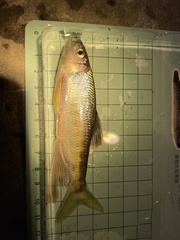 Opsariichthys evolans