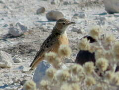 Chersomanes albofasciata erikssoni