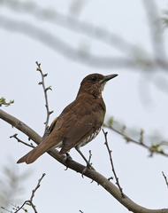 Turdus maranonicus